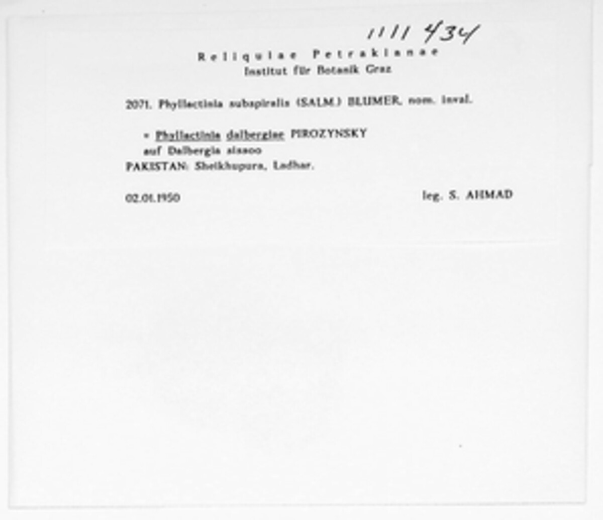 Phyllactinia dalbergiae image
